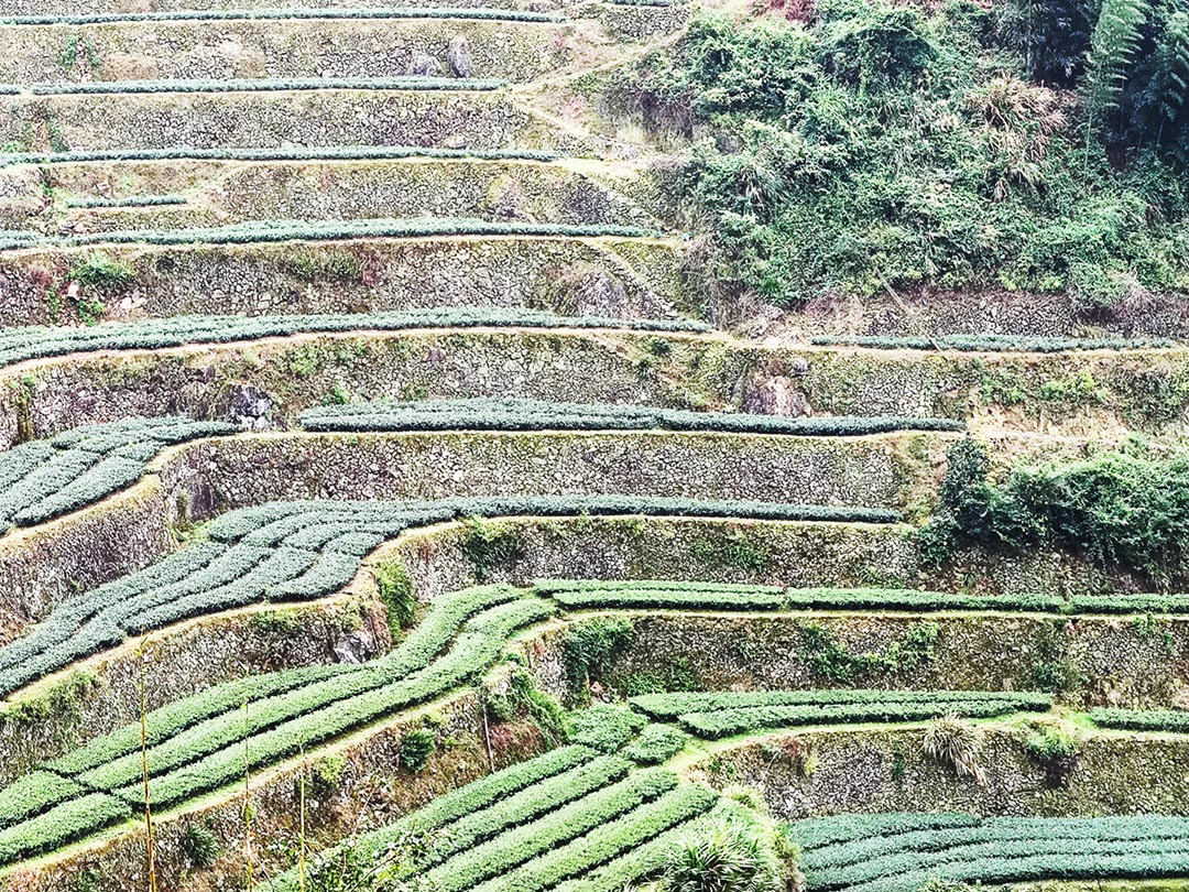 各领风骚数百年，乌龙茶四大家族（派系）代表茶。