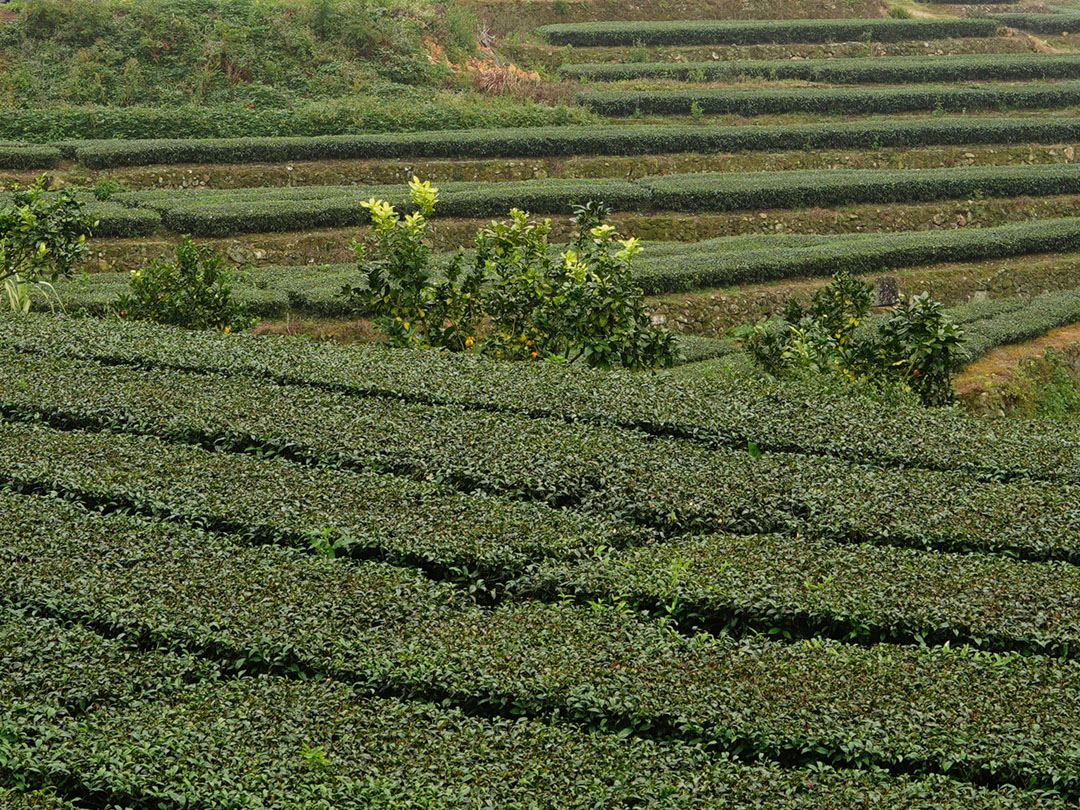 白芽奇兰茶：珍稀茗品引领茶饮新风尚