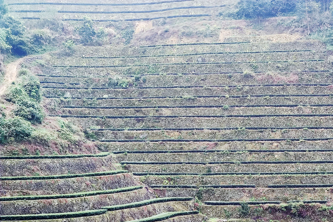 长期饮茶与身体健康—夏季中国茶饮用指南