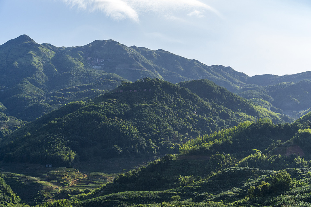 平和县白芽奇兰茶的品种特性与市场发展前景研究