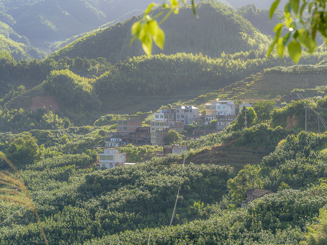 闽南大芹山里白芽奇兰茶的静谧时光